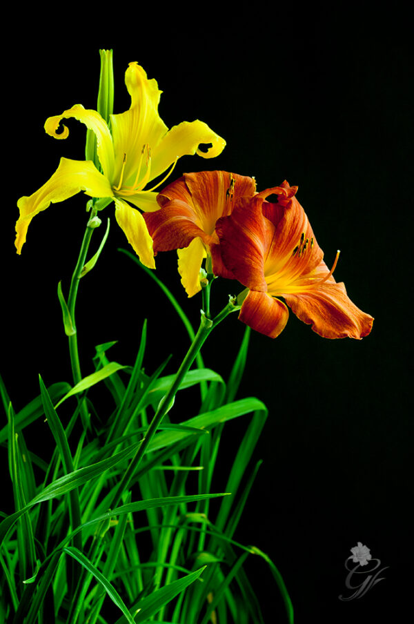 Chinese-New-Year-with-Carolicolossal