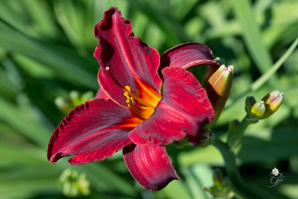 Red-Reward