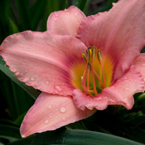 Strawberry Swirl