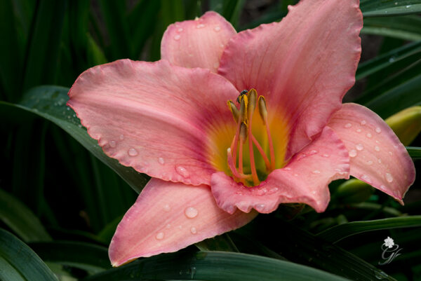 Strawberry-Swirl