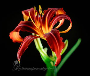 Daylilies Canada