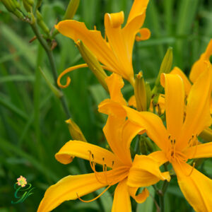 Orange Spider
