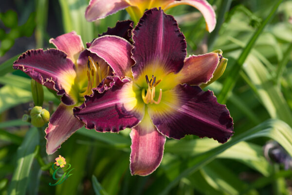 Royal-Flourish-2