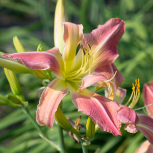 Webster's Pink Wonder