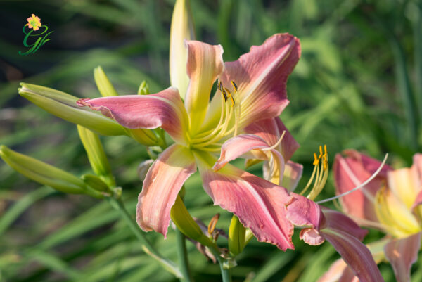 Webster's-Pink-Wonder