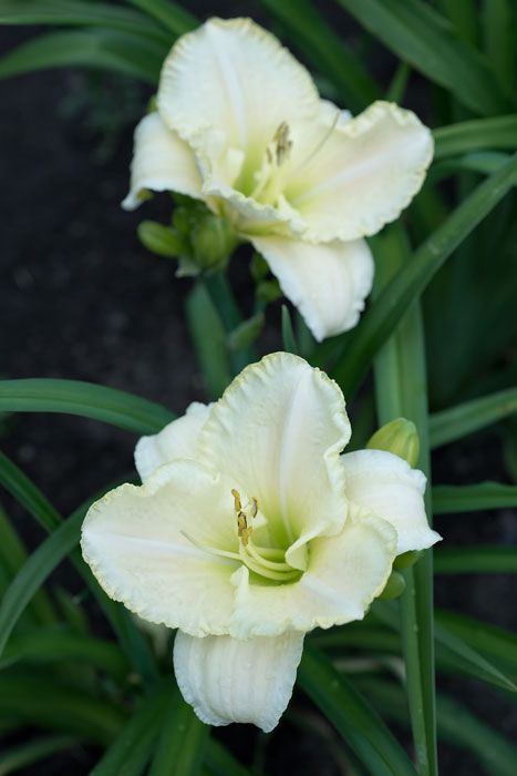 AlbertaClipperGarden