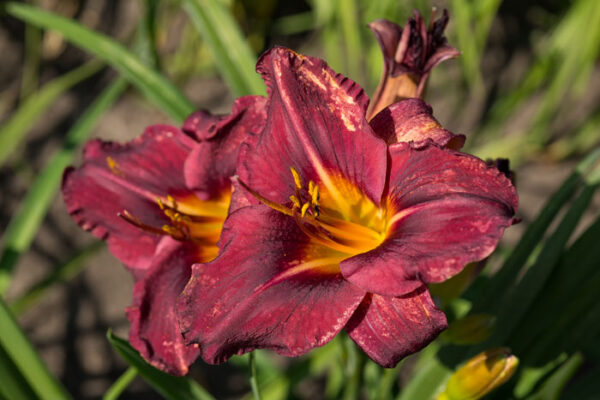 SolidMahoganyGarden